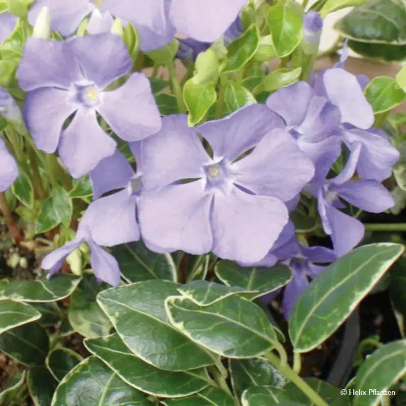 Nur Für Kurze Zeit Vinca minor 'Ralph Shugert' (Immergrün), 9 cm Topf, 12er-Set