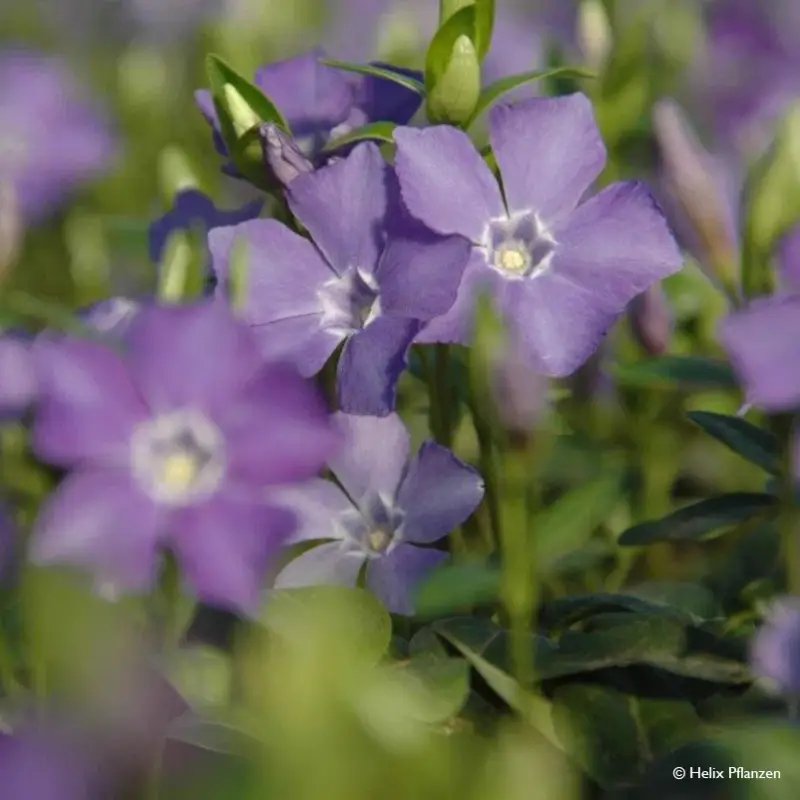 Vinca minor 'Marie' (Kleines Immergrün), 9 cm Topf, 12er-Set Markenprodukt