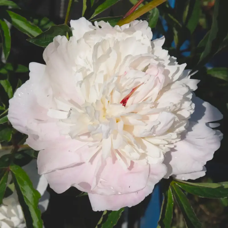 Pfingstrose, Paeonia lactiflora 'Shirley Temple', zartrosa, Topf 3 l Aktuell