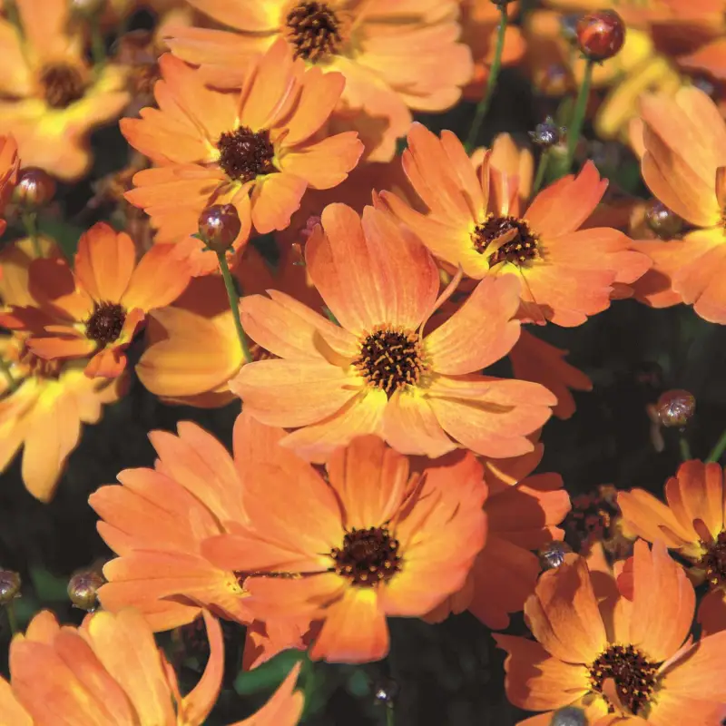 Saisonangebot Mädchenauge 'Mango Punch', orange, Topf 19 cm