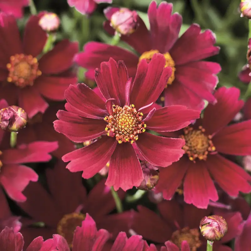 Top-Angebot Mädchenauge, Coreopsis rosea 'Sangria', dunkelrot, Topf 19 cm