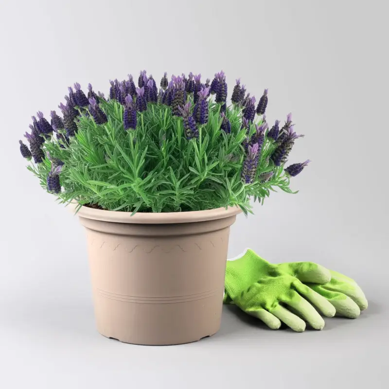 Lavendel 'Purple Flag' violett, Topf-Ø 23 cm Expressversand
