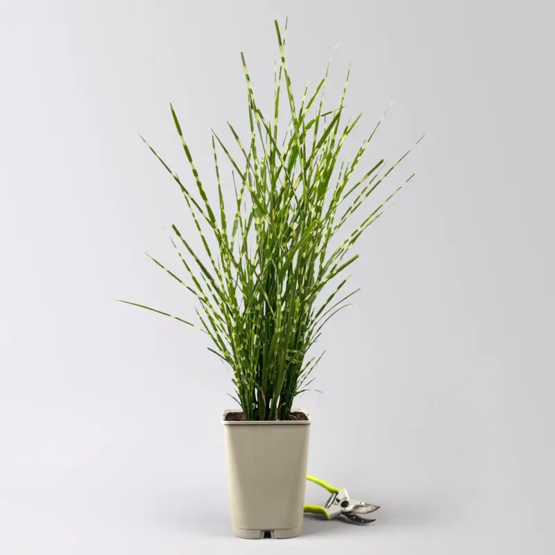 Bestpreis Bio Zebragras 'Zebrinus', Topf 5 Liter