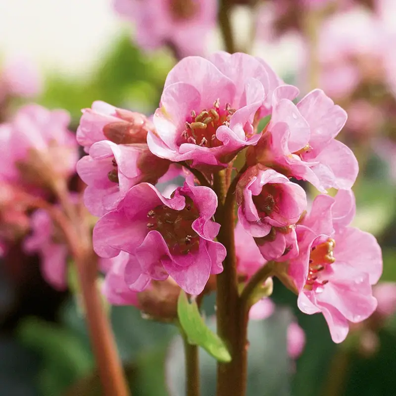 Versand Am Gleichen Tag Bio Bergenie 'Rosenkristall' rosa, Top-Ø 12 cm