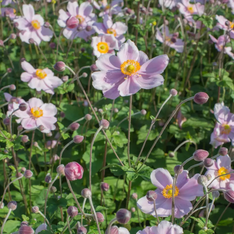 Herbst-Anemone, rosa, Topf 11x11 cm Solange Der Vorrat Reicht