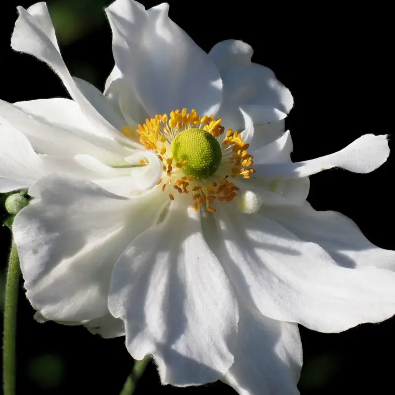 Sale Herbst-Anemone 'Whirlwind', weiß, Topf 11x11 cm