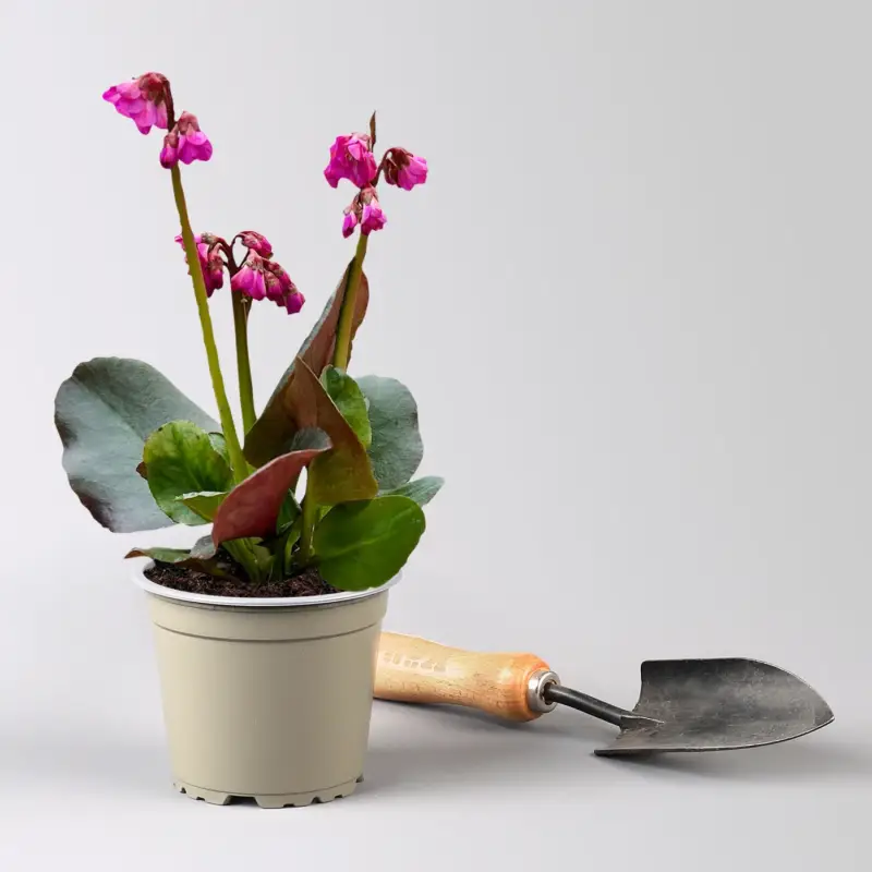 Bio Bergenie 'Eroica' violettrot, Topf-Ø 12 cm Mega-Angebot