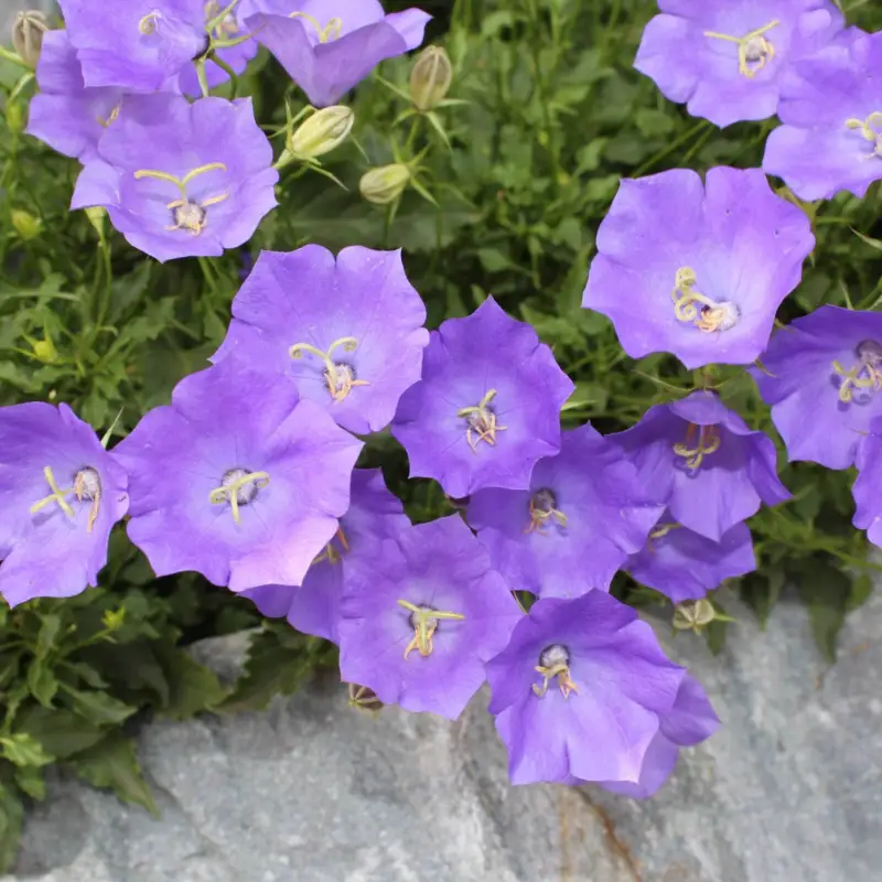 Wochenendangebot Bio Karpaten-Glockenblume 'Blue Clips', blau, Topf 9x9 cm