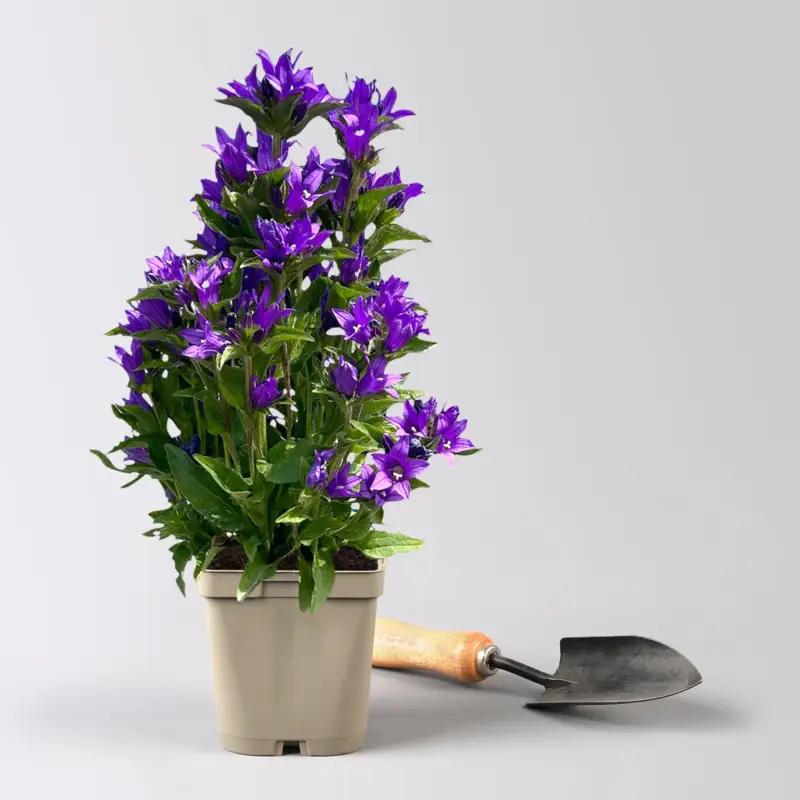 Günstig Bio Campanula glomerata 'Acaulis' violett, Topf 11x11 cm