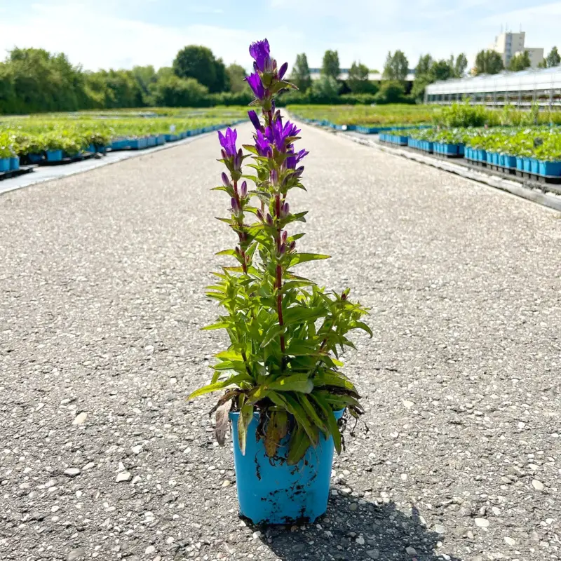 Angebot Bio Knäuel-Glockenblume 'Dahurica' violett, Topf 11x 11 cm