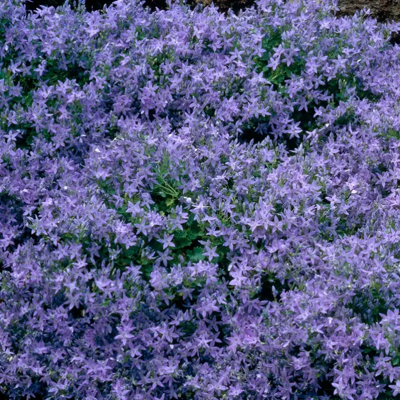 Bio Polster-Glockenblume blau, Topf 11x11 cm Zertifiziert