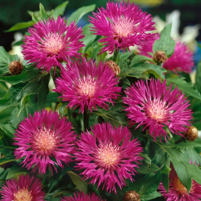 Sale Bio Centaurea dealbata, rosa, Topf 11x11 cm