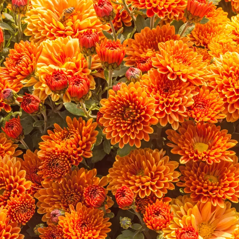 Bio Winteraster, bronce, Topf 11x11 cm Markenware