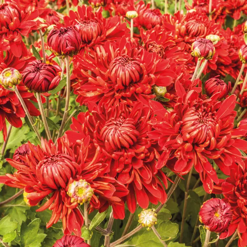 Sichere Zahlung Bio Winteraster rot, Topf 11x11 cm