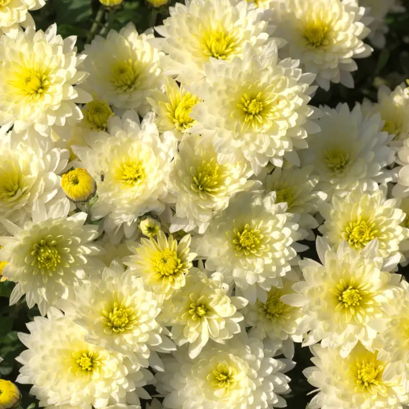 Angebot Bio Winteraster weiß, Topf 11x11 cm