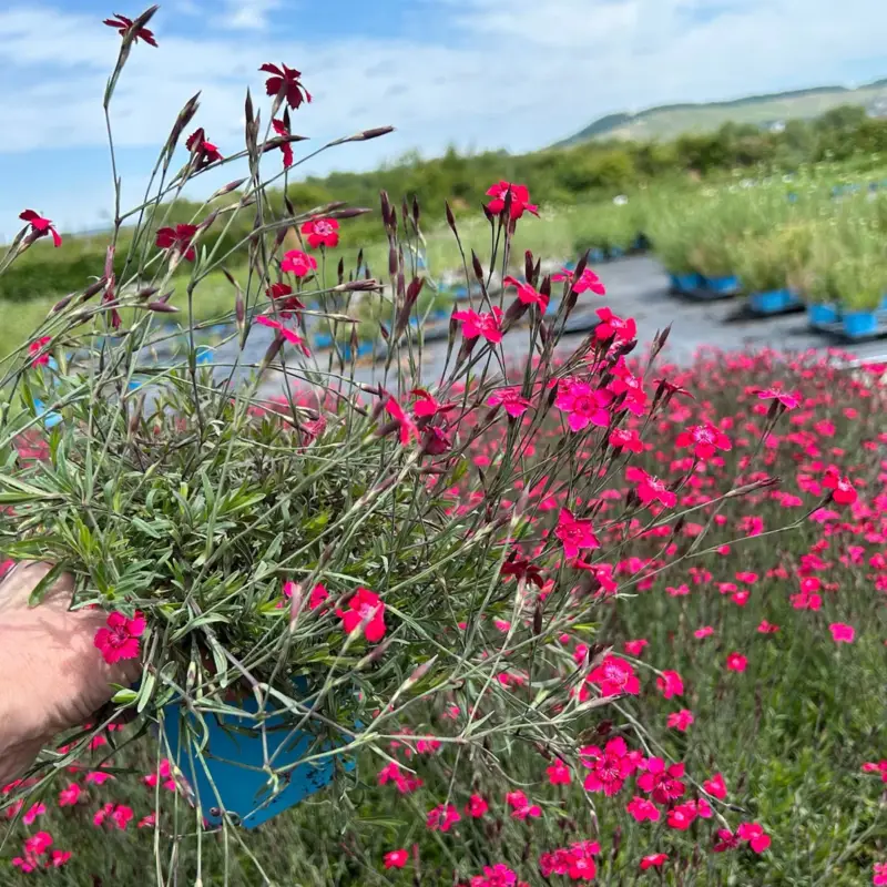 Rabatt Bio Dianthus deltoides rot, Topf 11x11 cm