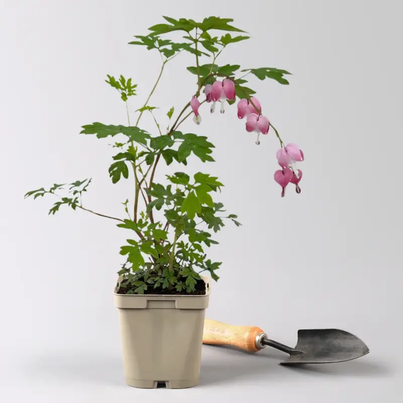 Sichere Zahlung Bio Tränendes Herz, rosa, Topf 11x11 cm