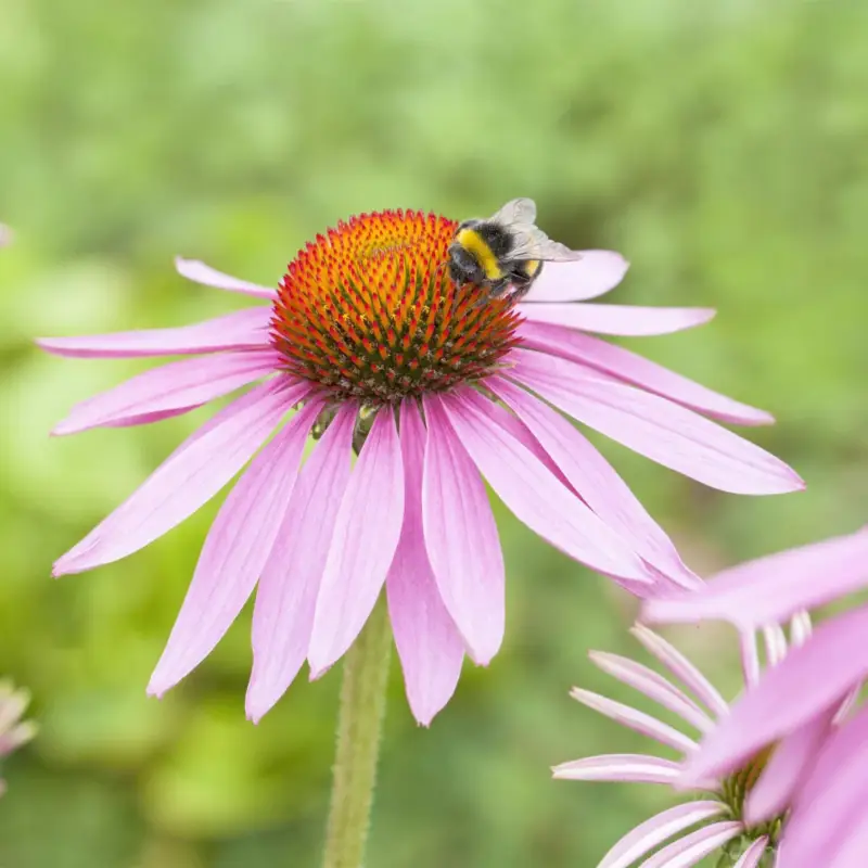 Sonnenhut 'Magnus', pink, Topf 11x11 cm Nur Für Kurze Zeit