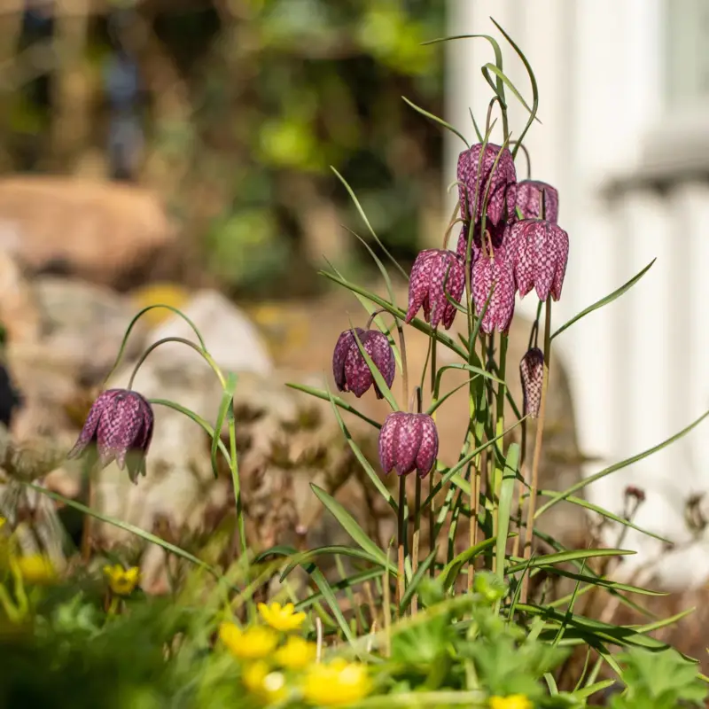 Schachbrettblume violett , Topf-Ø 10 cm Zertifiziert