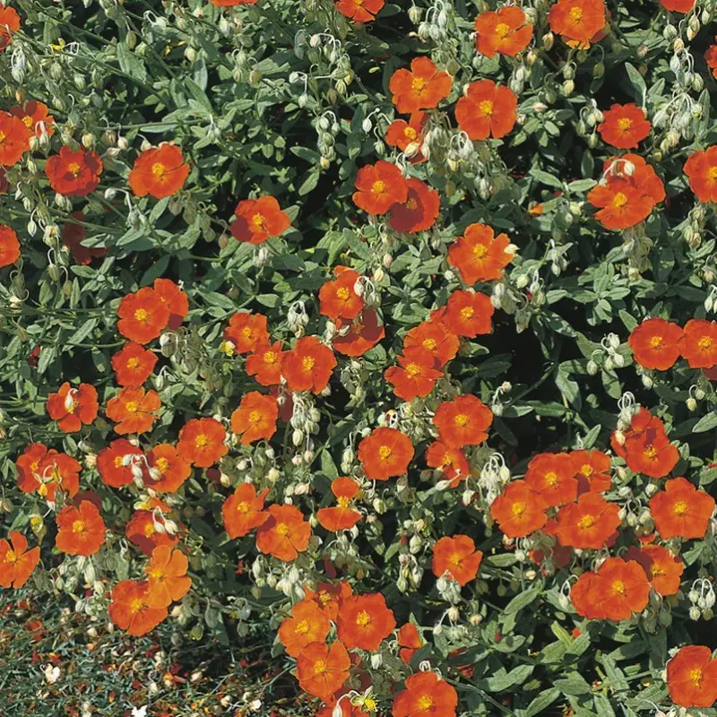 Sonnenröschen 'Bronzeteppich', orange-braun, Topf 9x9 cm Geprüft