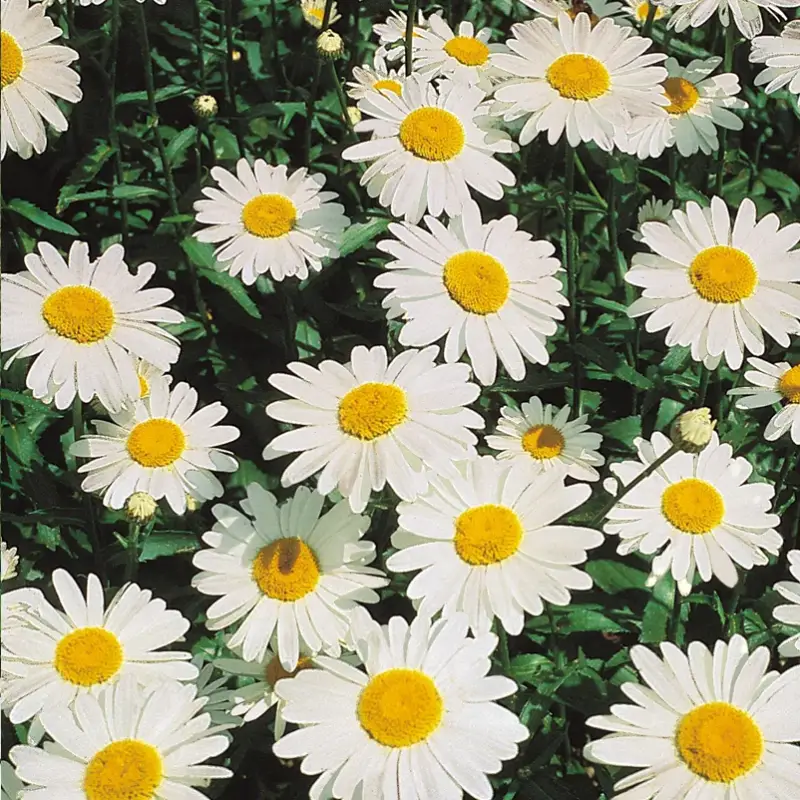 Kracherpreis Bio Leucanthemum 'Silberprinzesschen' weiß, Topf 11x11 cm