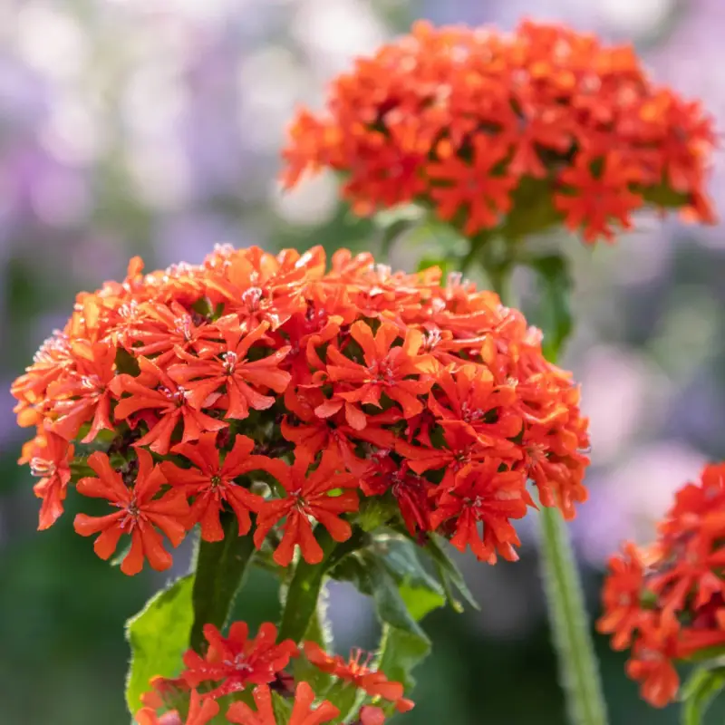 Nur Für Kurze Zeit Bio Brennende Liebe rot, Topf 9x9 cm