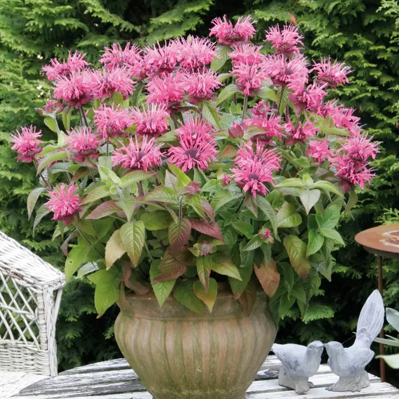 Direktkauf Bio Indianernessel 'Pink Lace' pink, Topf 11x11 cm