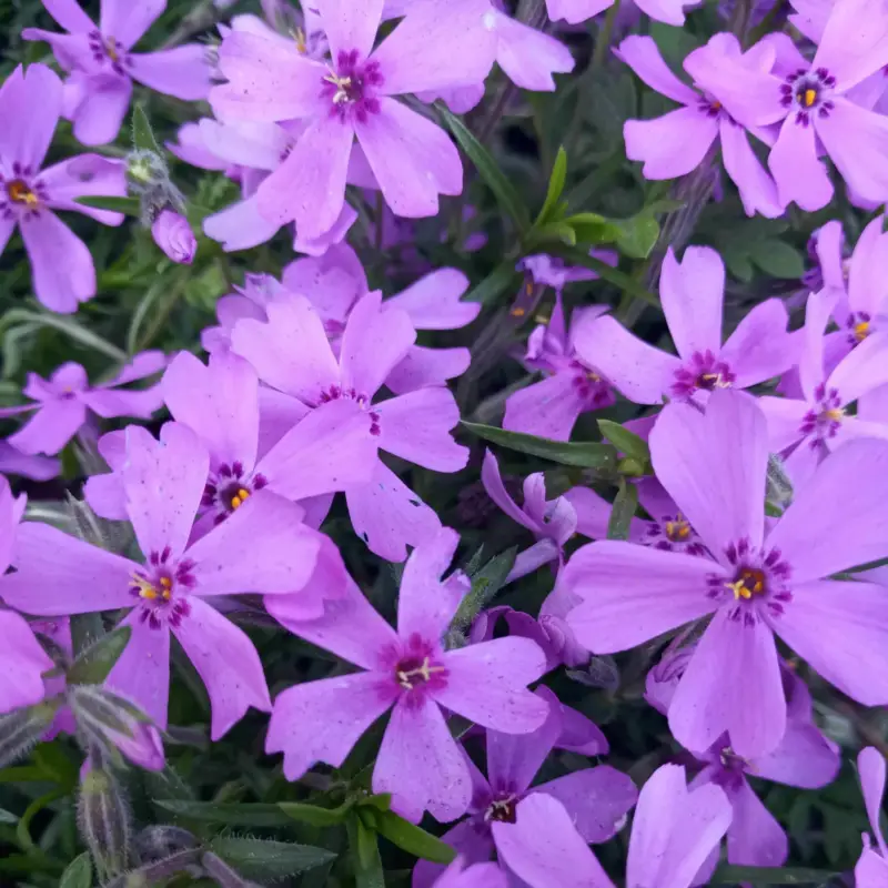 Neue Ware Phlox subulata 'Purple Beauty' violett, Topf 11x11 cm