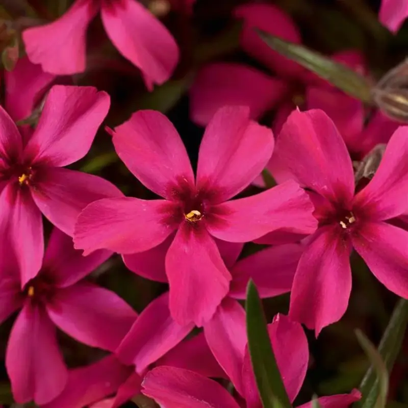 Preis Gesenkt Phlox subulata 'Scarlet Flame' rot, Topf 11x11 cm