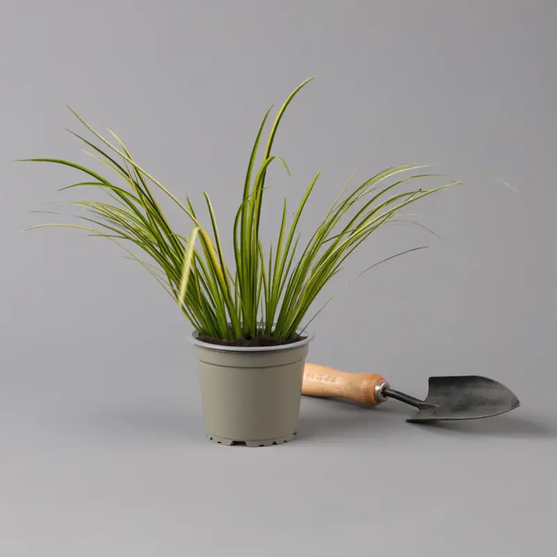 Kalmus 'Ogon', grün-gelb, Topf-Ø 12 cm Versand Am Gleichen Tag