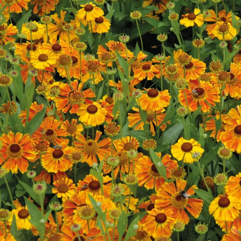 Top-Seller Bio Sonnenbraut 'Waltraut' orange-gelb, Topf 11x11 cm