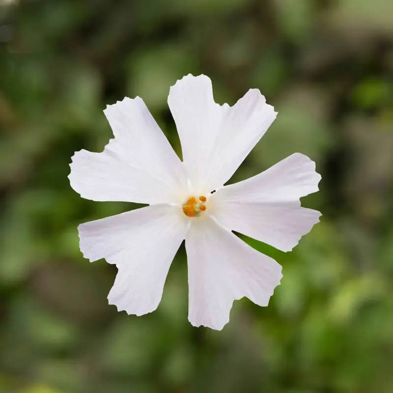 Phlox subulata weiß, Topf 11x11 cm Top-Seller