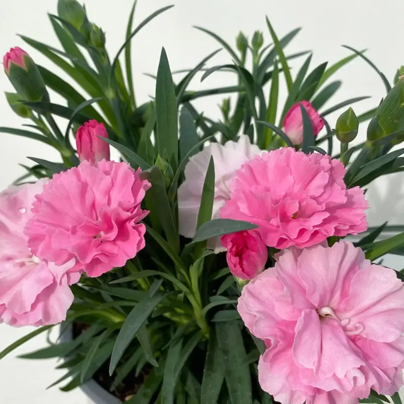 Neue Ware Stauden-Nelke 'I Love U', pink-rosa-weiß, Topf-Ø 11 cm, 6er-Set