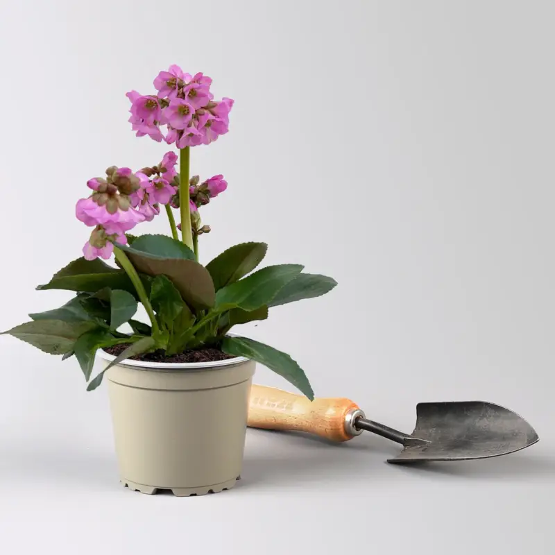 Bio Bergenie 'Abendkristall' rosa, Topf-Ø 12 cm Billig