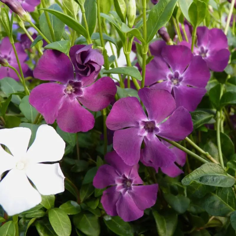 Neuheit Vinca minor Austria® Duo, rot-weiß, Topf 13 cm Ø, 6 Pflanzen