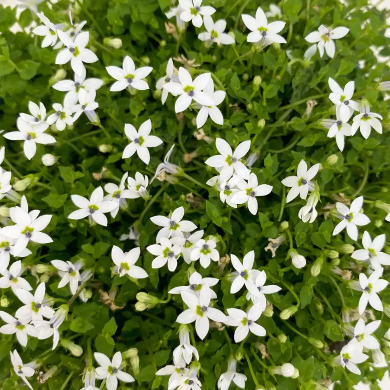Bio Isotoma fluviatilis, weiß, Topf-Ø 12 cm, 3 Pflanzen Begrenztes Angebot