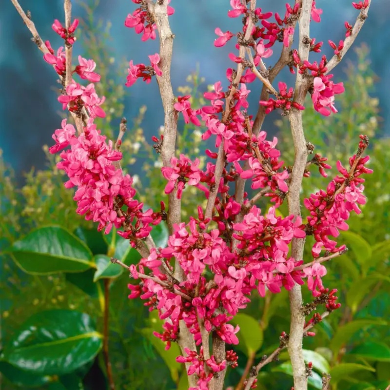 Neuheit Chinesischer Judasbaum 'Avondale', Höhe 40-60 cm, Topf 5 Liter, 2 Pflanzen