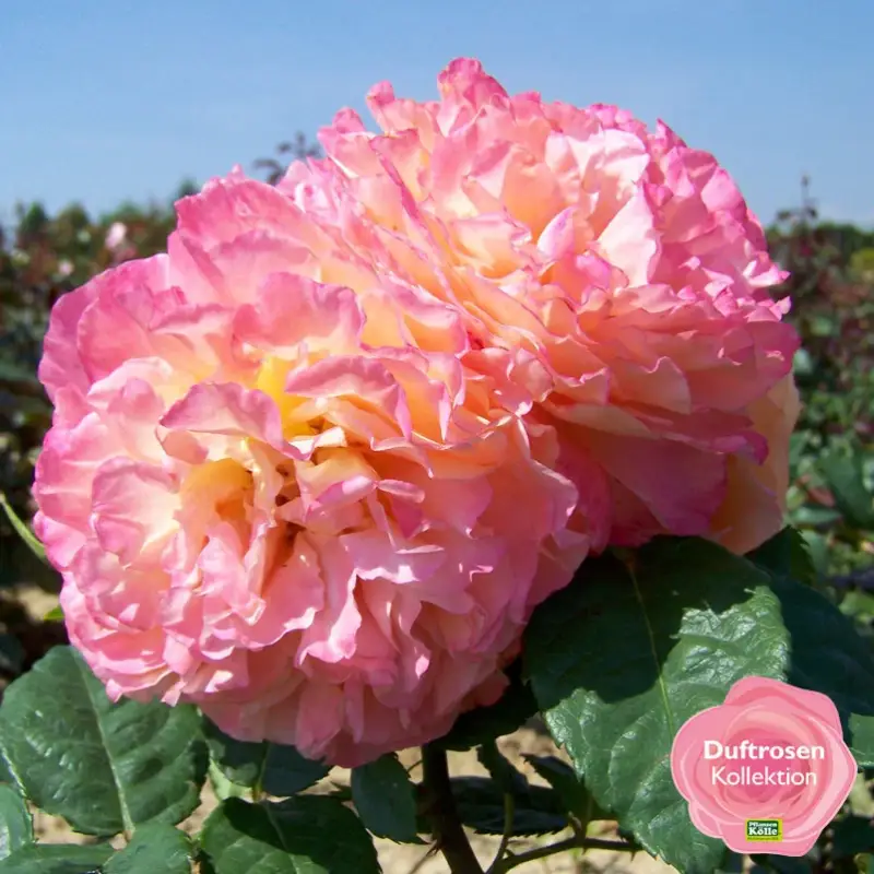Stammrose 'Augusta Luise®', Edelrose, Stammhöhe 60cm im 7,5 Liter Topf Letzte Chance