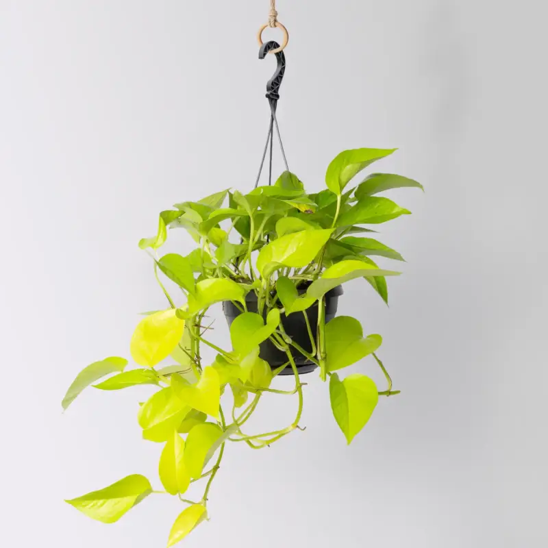 Sichere Zahlung Efeutute 'Golden Pothos' in Blumenampel, Topf-Ø 15 cm