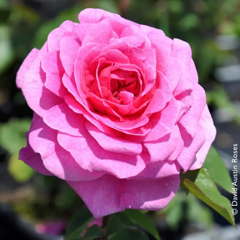Finale Aktion Stammrose 'Gertrude Jekyll' (Ausbord), Englische Rose, Stamm 60cm 7,5 lt. Topf