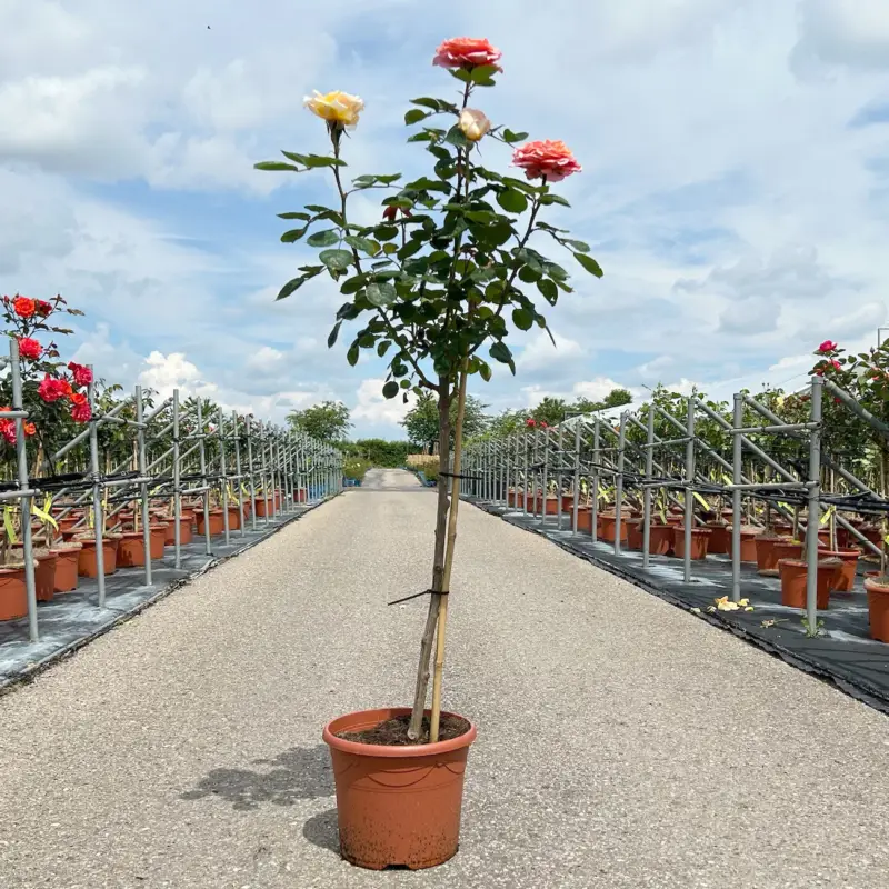 Stammrosen-Duo 'Käthchen von Heilbronn'® +'Kölle's Duftsommer'® im 7,5 lt. Schnäppchen