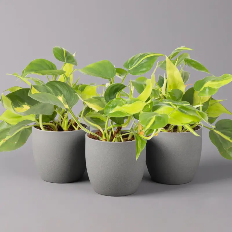 Philodendron 'Brasil', Topf-Ø 12 cm, Höhe ca. 15-20 cm, 3er-Set Solange Der Vorrat Reicht