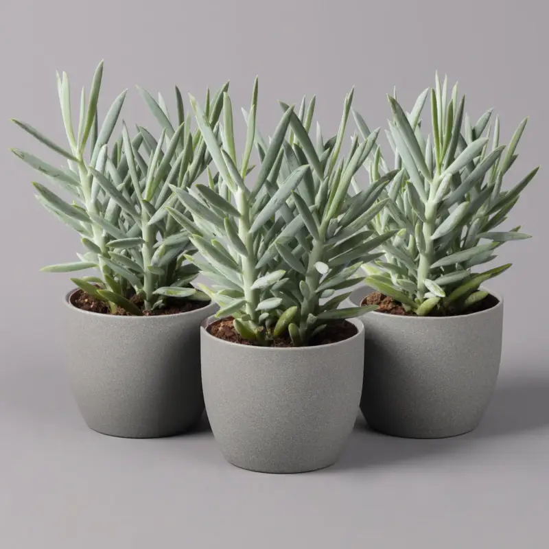 Senecio 'Aquarine® Mount Everest', Topf-Ø 12 cm, Höhe ca. 25 cm, 3er-Set Abverkauf