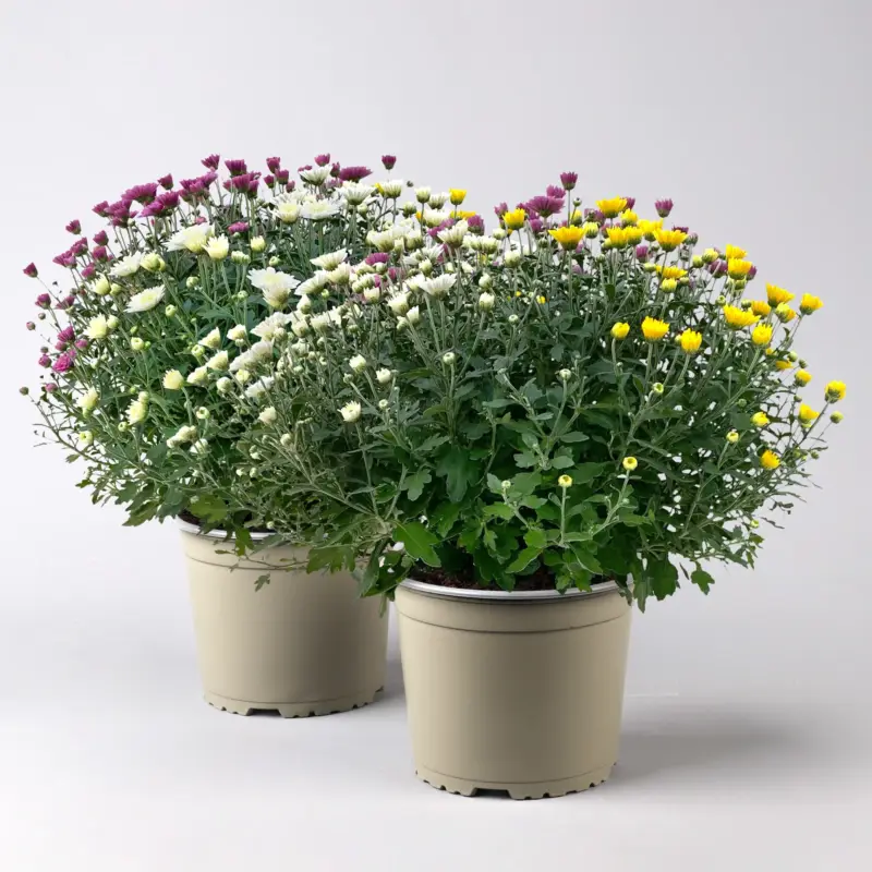 Chrysanthemen 'Trio', gelb-lila-weiß, Topf-Ø 19 cm, 2 Pflanzen Markenprodukt