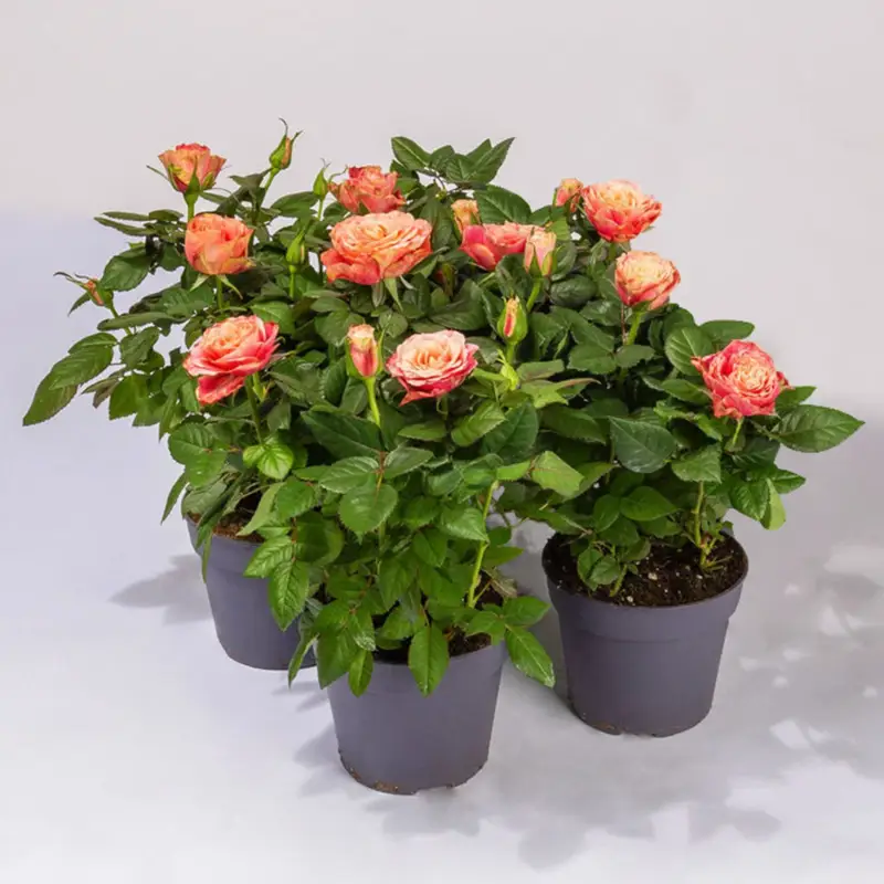 Rose Patio, orange, Topf-Ø 13 cm, 3 Pflanzen Preiswert