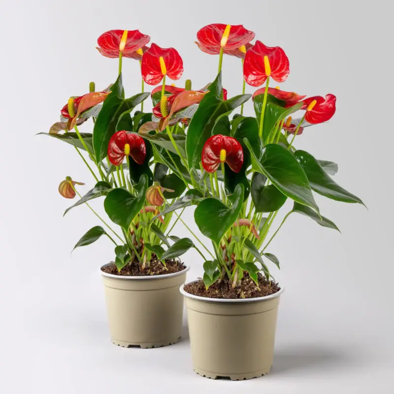 Saisonangebot Flamingoblume 'Royal Red Champion', Topf-Ø 12 cm, Höhe ca. 35 cm