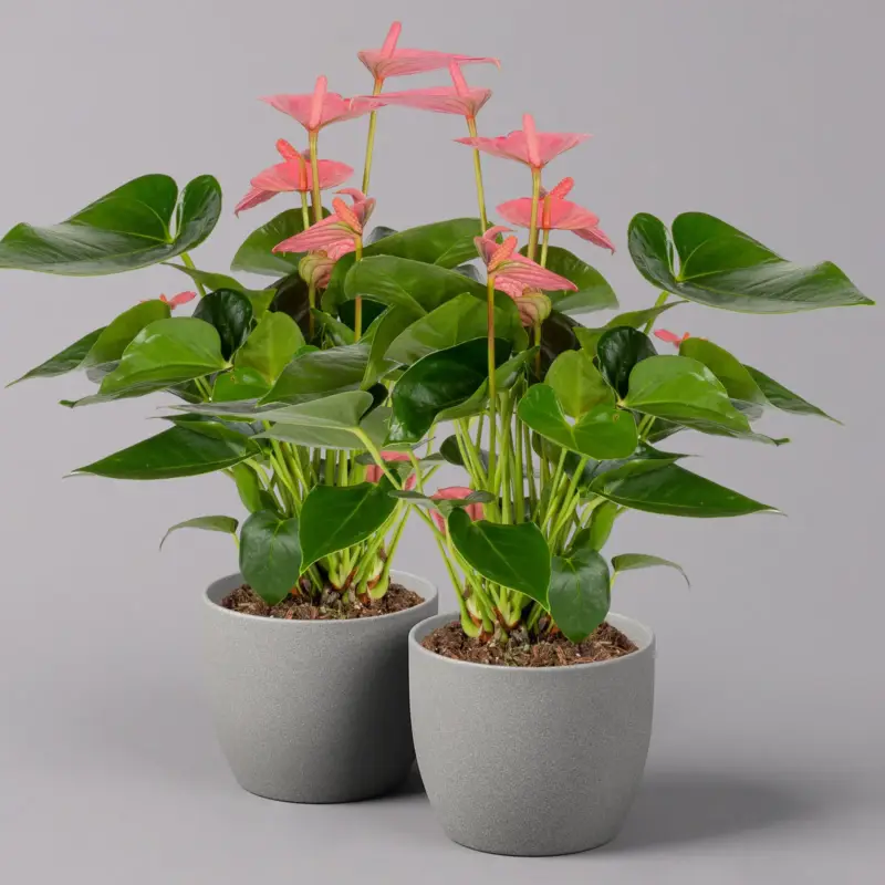 Flamingoblume 'Pink Champion', Topf-Ø 12 cm, Höhe ca. 35 cm Direkt Vom Hersteller