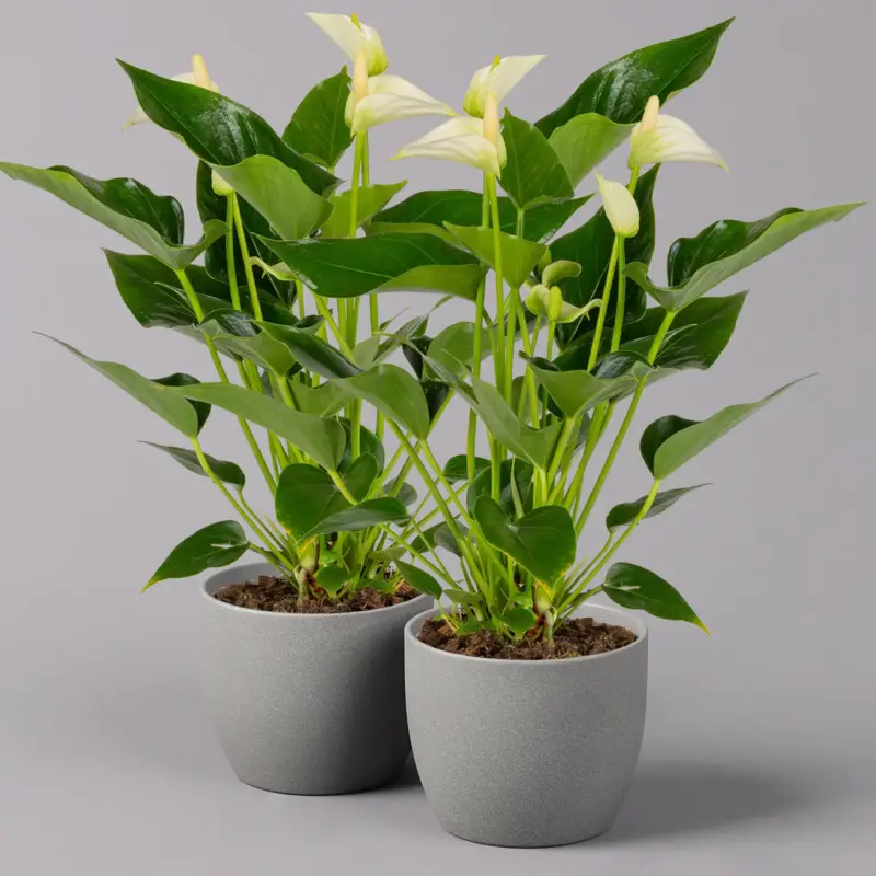 Flamingoblume 'White Champion', Höhe ca. 35 cm, Topf 12 cm Ø, 2 Pflanzen Preisknaller