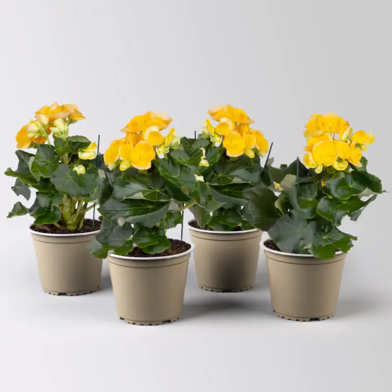 Neue Kollektion Elatior-Begonie, gelb, Topf-Ø 14 cm, Höhe ca. 20-27 cm, 4 Pflanzen