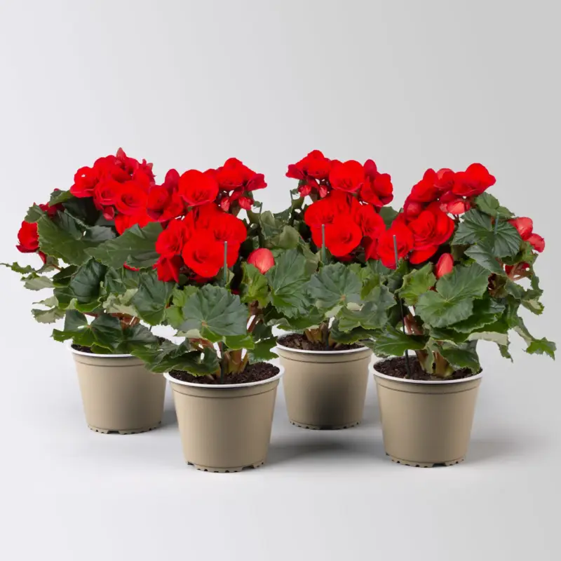 Elatior-Begonie, rot, Topf-Ø 14 cm, Höhe ca. 20-27 cm, 4 Pflanzen Jetzt Bestellen